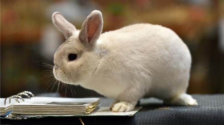 Bei der Kaninchenschau in Hude werden am 15. Oktober rund 160 Tiere präsentiert. Symbolfoto: dpa