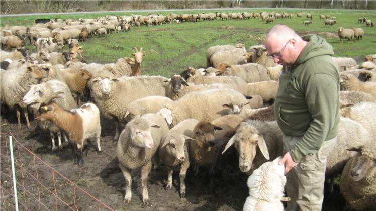 Wenn er ruft, kommen die Schafe und Ziegen sofort angetrottet. Insgesamt 700 Tiere betreut Kai Mithöfer aus Settrup – hier mit einem Maremmen-Abruzzen-Schäferhund, der als Herdenschutzhund im Einsatz ist. 