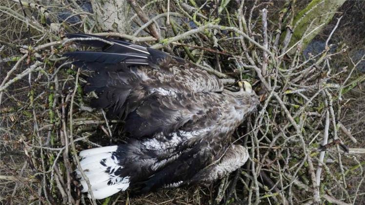 Erschossen: das Seeadler-Weibchen im Nest bei Cuxhaven. 