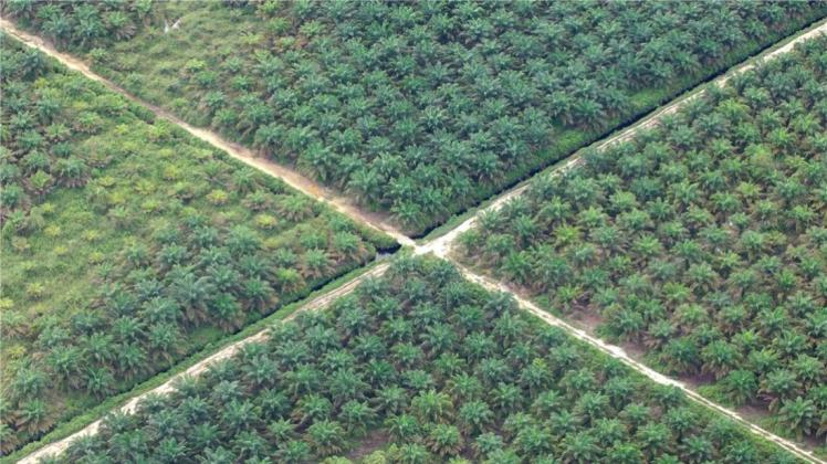 Riesige Regenwaldflächen werden gerodet, um – wie hier auf der indonesischen Insel Sumatra – großflächig Ölpalmen anzubauen. 