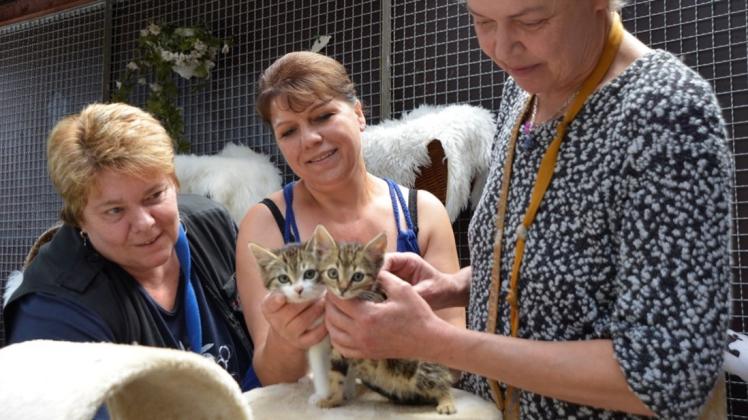 Suchen für Katzenbabys ein neues Zuhause: Ute Mahlstedt und ihre Mitarbeiterinnen Ludmila Frank und Elke Prell (von links). 