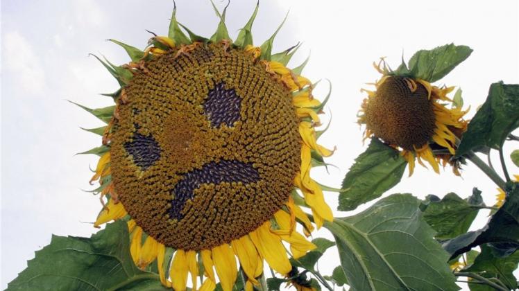 Die Krippe „Sonnenblume“ an der Lindenstraße soll weiter in Eigenregie des Trägervereins geführt werden. Symbolfoto: Uwe Zucchi/ dpa