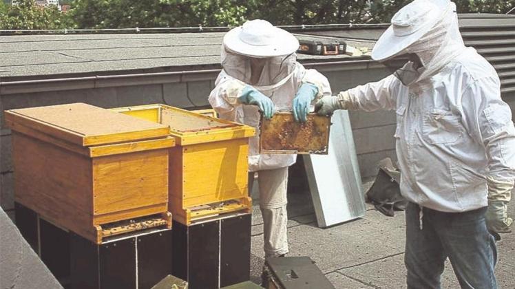 So sah es Ende Juni aus, als die Bienenvölker auf das Dach der Kunsthalle kamen. Inzwischen haben sie sich dort, wenn man das so sagen darf, gut eingelebt. 