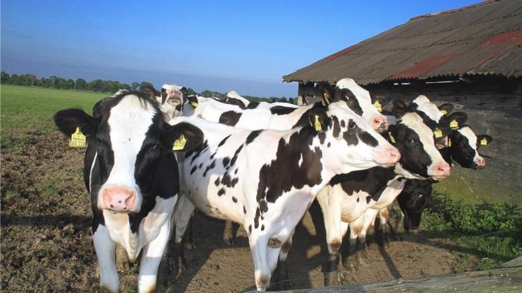 Hitze kann auch für Tiere gefährlich sein, wenn kein Wasser oder Schatten zur Verfügung steht. Das gilt für Haustiere wie für Nutztiere auf der Weide. Diese Kühe in Rabber haben eine Schutzhütte. 