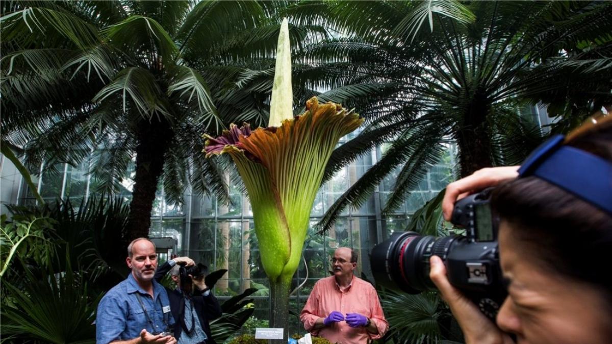 Stinkende Riesenblume Titanwurz blüht in