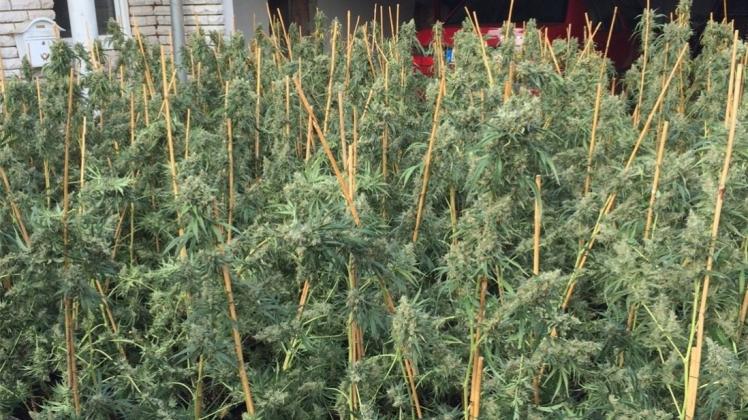 Die Polizei hat in Lotte mehr als 1200 Marihuana-Pflanzen sichergestellt. 