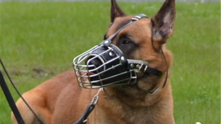 Dank Diensthund „Rooney“ konnte die Bundespolizei am Mittwoch in Osnabrück einen Schwarzfahrer festnehmen. 