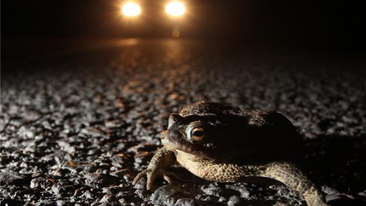 Im Scheinwerferlicht nehmen die Kröten eine Schreckstellung ein und sind dann besonders gefährdet. 
