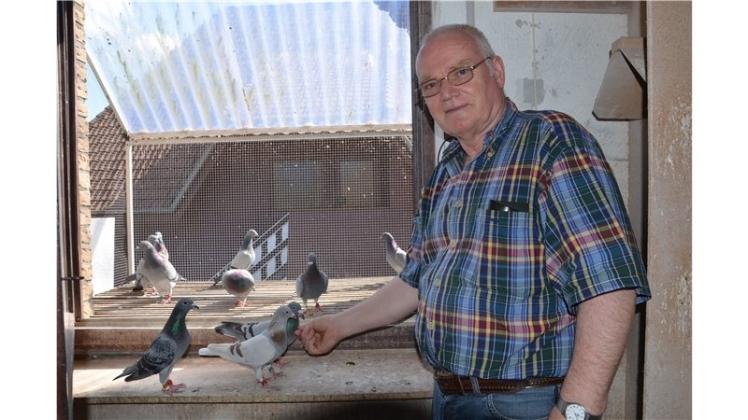 Die Liebe zu seinen Tauben teilt Rainer Herbst mit anderen Züchtern im Brieftaubenverein. 