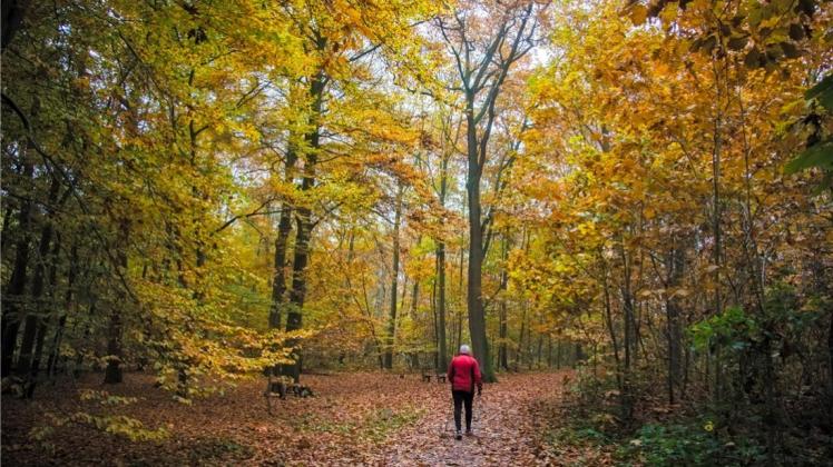 Paradis für Läufer: Der Tiergarten im Delmenhorster Westen soll im September Schauplatz für einen Spendenlauf sein Archivfoto: Andreas Nistler