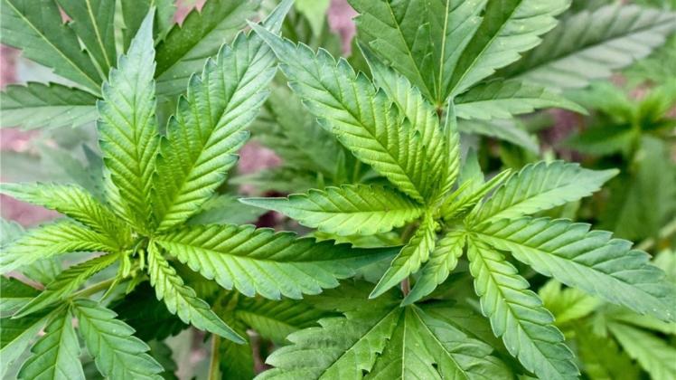 Die Polizei hat in Nordenham eine Cannabisplantage mit 839 Pflanzen ausgehoben. Symbolfoto: dpa Die Polizei hat in Nordenham eine Cannabisplantage mit 839 Pflanzen ausgehoben. Symbolfoto: dpa