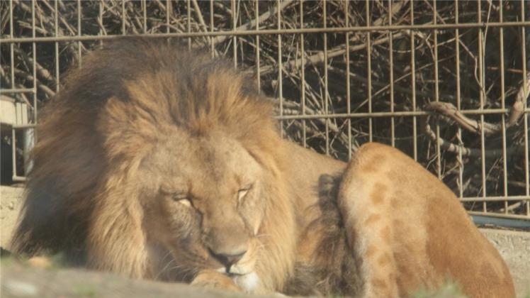 Valentinstag 2016 Angebot F r Verliebte Im Zoo NOZ