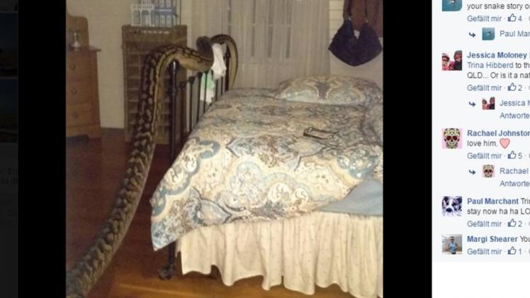 In Australien ist eine Frau von einem ungewöhnlichen, nächtlichen Besucher geweckt worden. Ein fünf Meter langer, 40 Kilo schwerer Python schwindelte sich in ihr Schlafzimmer. Screenshot: Facebook - Trina Hibberd - NOZ