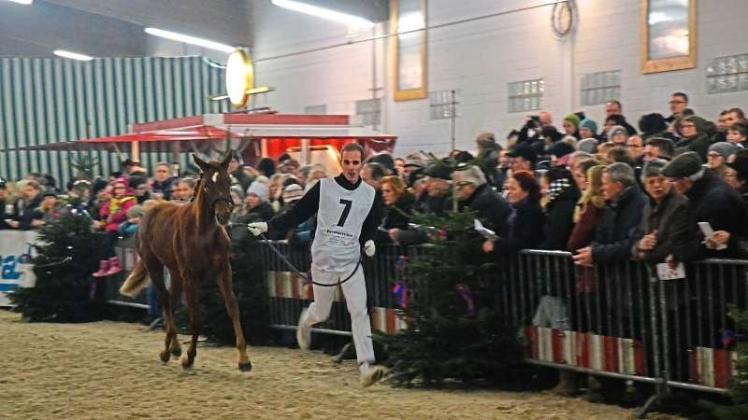 Das Fohlenchampionat in Ganderkesee ist jedes Jahr ein Highlight für Pferdefreunde. Archivfoto: Antje Cznottka