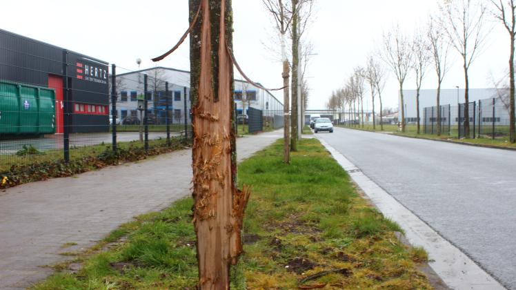 Im Gewerbegebiet GUT Langenwisch ist an den Straßenrändern eine Vielzahl an Bäumen beschädigt worden. 