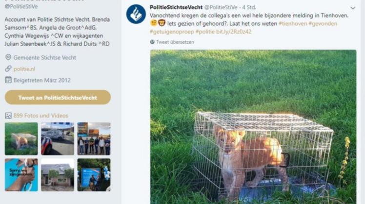 Per Twitter veröffentlichte die Polizei ein Foto des Löwen. Screenshot: twitter.com/PolitieStiVe