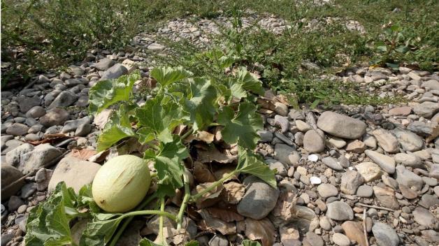 Eine Melone wächst am Rande des Rheins. Foto: Roland Weihrauch/dpa