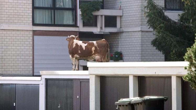 Eine entlaufene Kuh steht auf einem Garagendach. Die Kuh hatte das Dach über einen angrenzenden Garten erreicht. Foto: Dettenmeyer/SDMG/dpa