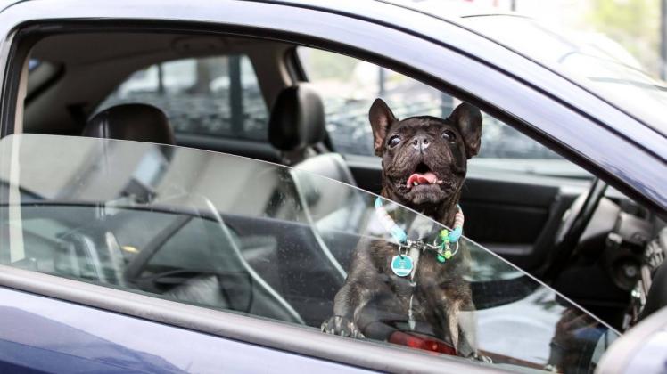 Anders als dieser Hund war ein kleiner Artgenosse in Gotha in einem aufgeheizten Auto eingesperrt. Helfer konnten ihn befreien. Foto: imago/Eibner