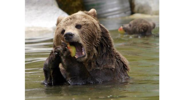 Ein Bild aus dem Sommer 2004: Braunbären baden in ihrem Gehege im Zoo Osnabrück. Foto: Gert Westdörp Ein Bild aus dem Sommer 2004: Braunbären baden in ihrem Gehege im Zoo Osnabrück. Foto: Gert Westdörp