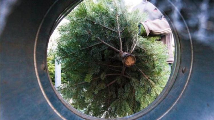 Die Baumfreude ist ungebrochen: Schon während der Adventszeit steht der Weihnachtsbaum in vielen Haushalten an seinem Platz. 