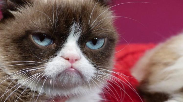 Warum denn so grummelig? Die Kultkatze Grumpy Cat steht nun als tierische Figur bei Madame Tussauds. 
