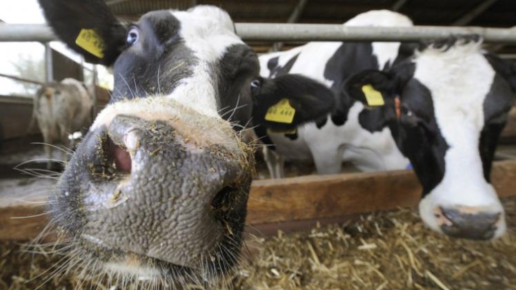 Das Russland-Embargo belastet den Milchmarkt und hat bei Deutschlands größter Molkerei DMK Deutsches Milchkontor 2014 für einen Gewinneinbruch gesorgt. 