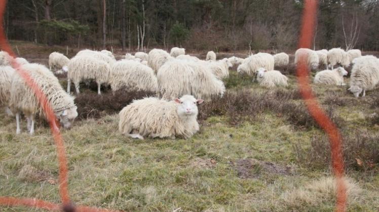 Satt werden und das Auge der Menschen erfreuen: Schafe grasen auf dem Pestruper Gräberfeld. Nachts geht es zum Schutz vor dem Wolf in den Schafkoben. 