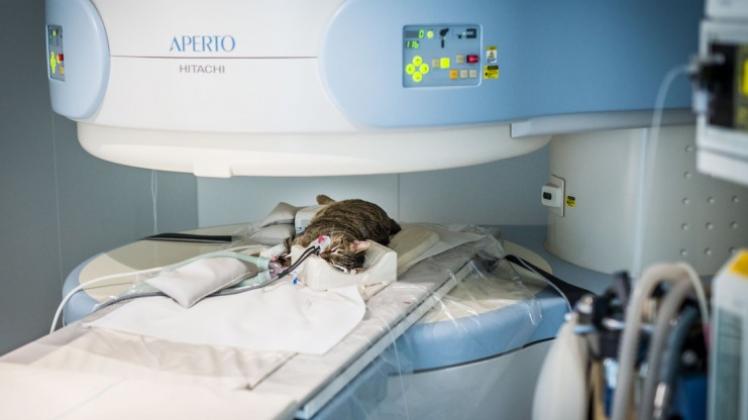 Tumore aufspüren: Eine Katze bei der Magnetresonanztomographie (MRT) in der Tierklinik Hofheim.  Foto:dpa