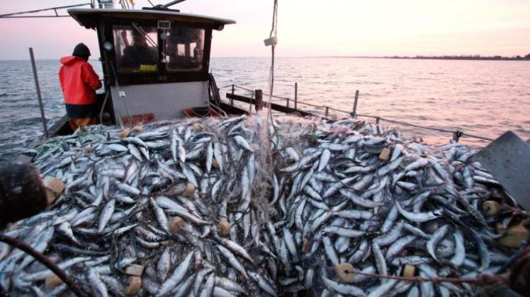 Nordseefischer können sich auf eine Erhöhung bei mehreren Fischbeständen freuen. 