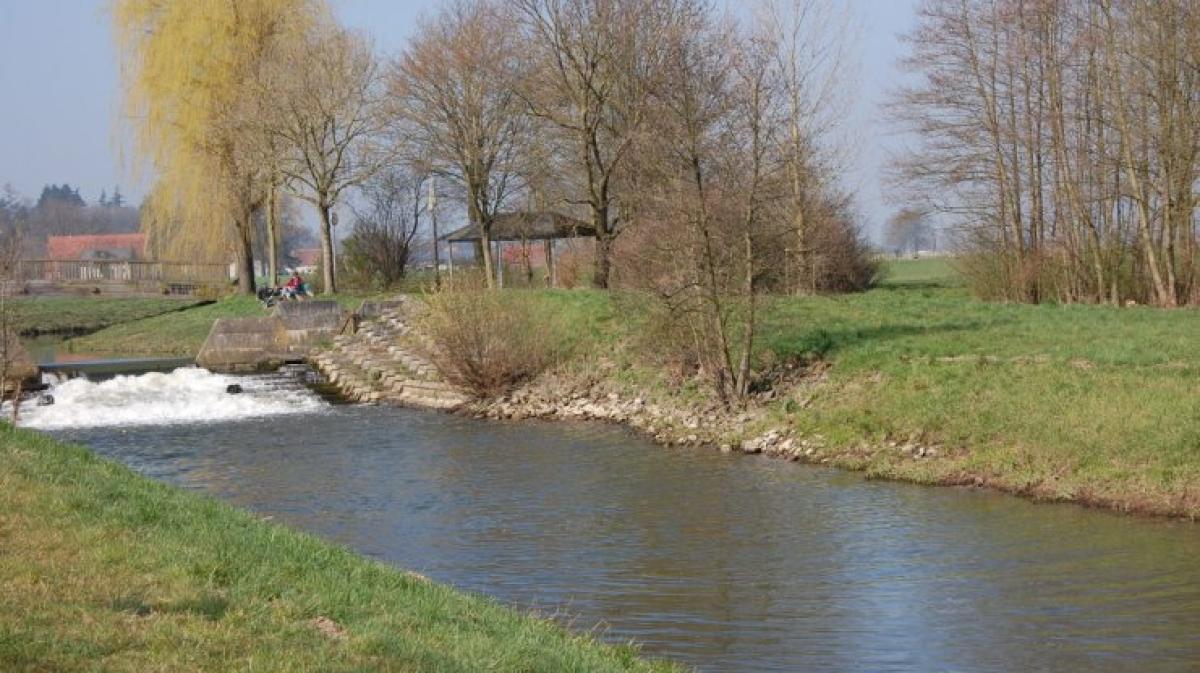 Enormes Fischsterben in Else und Violenbach bei