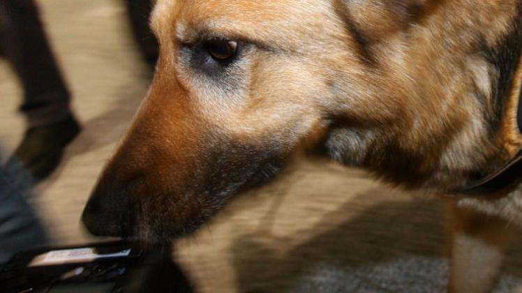 Drogenspürhunde hatte die Polizei beim Abifestival 2015 im Einsatz. Symbolfoto: dpa