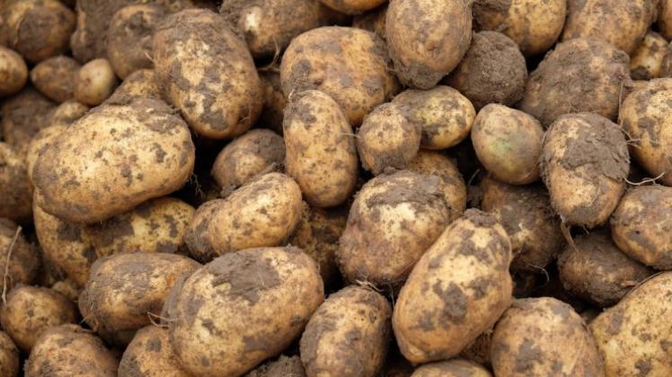 Kartoffel ist gleich Kartoffel? Eben nicht. Das 24. Kartoffelfest bietet auch die Möglichkeit, das eigene Wissen rund um den Erdapfel deutlich auszubauen. Foto: dpa