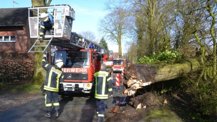 Ein in Neddenhüsen (Ganderkesee) umgestürzter Baum fordert die Feuerwehr. 