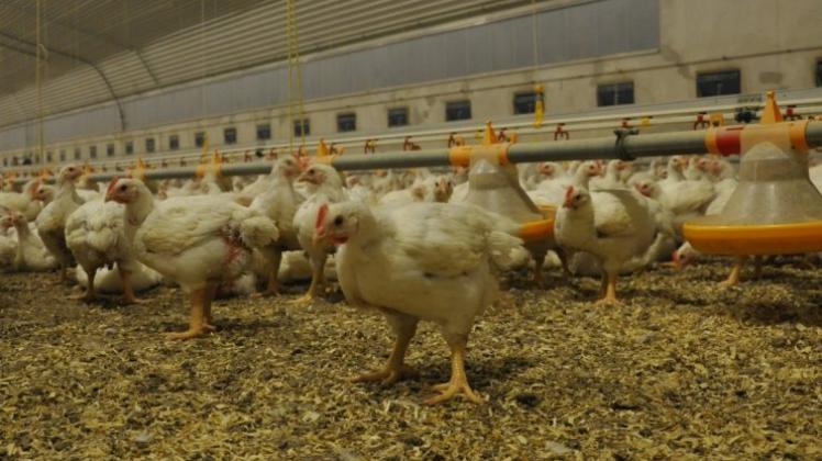 Einen Hähnchenmaststall für rund 30.000 Tiere möchte ein Landwirt in Sustrum bauen. 