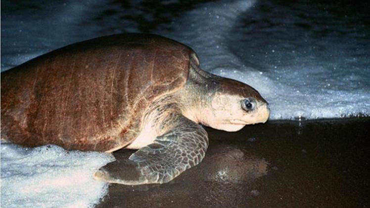 Meeresschildkröten hilft der Magnetsinn, nach langen Wanderungen im Ozean ihre heimischen Strände wiederzufinden. 