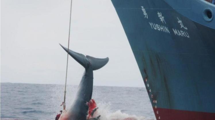 Japanische Walfänger wollen im Pazifik bis Ende Mai 51 Zwergwale fangen - zu vorgeblich wissenschaftlichen Zwecken. 