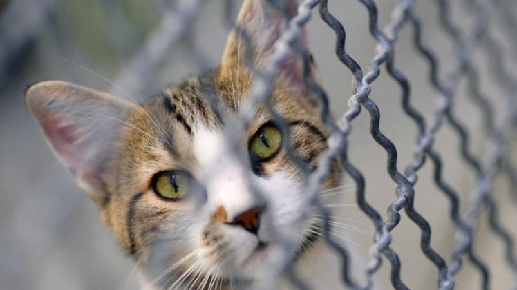Gegen zwei Betreiber des Tierheims Bergedorf und gegen einen Tierarzt ist Anklage erhoben worden. Ihnen wird vorgeworfen, mehr als 20 Katzen ohne vernünftigen Grund getötet zu haben. Symbolfoto: dpa