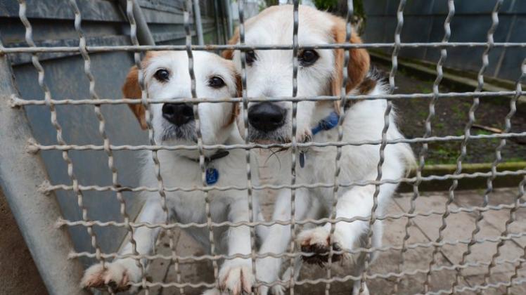 Hunde im Tierheim: Nach Angaben des Tierschutzbundes ist jede zweite Einrichtung in Deutschland von der Pleite bedroht. 