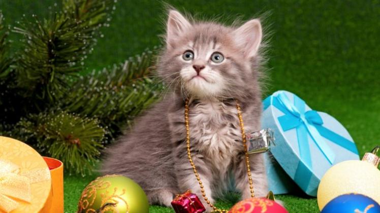 Nach Ansicht von Tierschützern gehören Haustiere nicht als Geschenk unter den Weihnachtsbaum. Symbolfoto: Denis Nata / colourbox.de