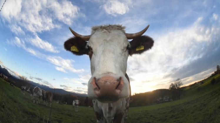Kühe stoßen Methangas aus, das den Klimawandel mitverursacht. 