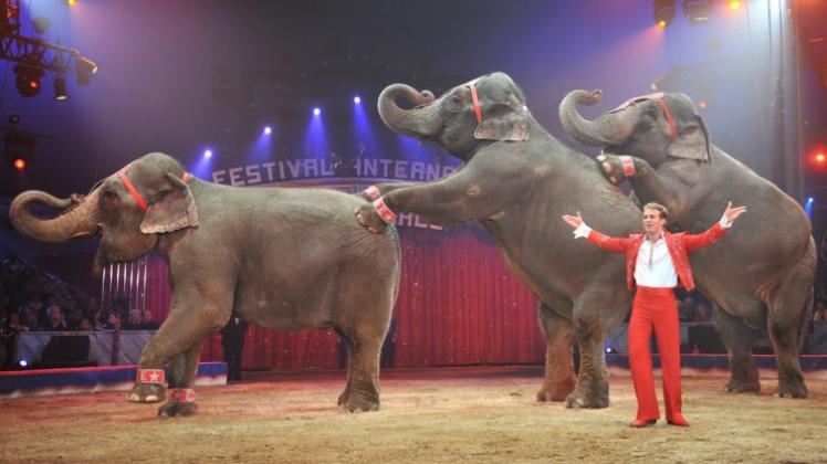 In Monte Carlo ausgezeichnete Dressur-Vorführung: Der Italiener Elvis Errani dirigiert drei Elefantendamen in der Manege. 