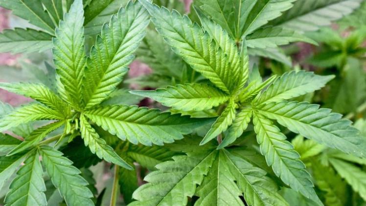 Nun auch Münster: Mehrere Städte prüfen zurzeit die Möglichkeit einer legalen Cannabis-Abgabe. 