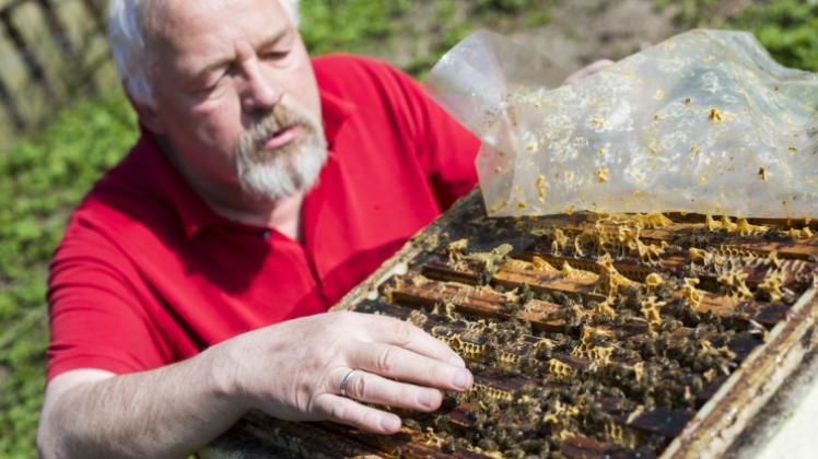 Keine Berührungsängste: Dr. Ansgar Erpenbeck mit seinen Bienen. 