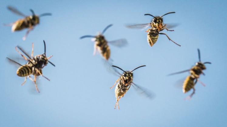 Begünstigt ein milder Winter die Entwicklung von Wespen? 