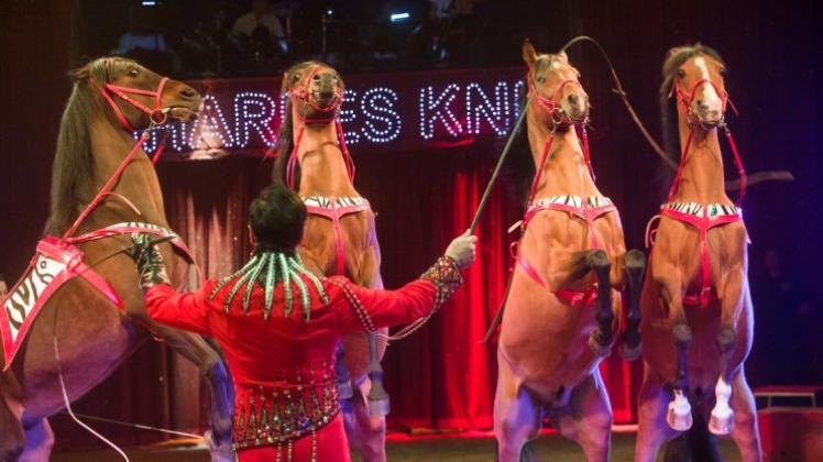 Marek Jama leitet beim Zirkus Charles Knie nicht nur Pferde durch die Manege, sondern auch Kamele, Ochsen, Zebras und ein Känguru. Das stößt bei den Tierschützern auf Kritik.