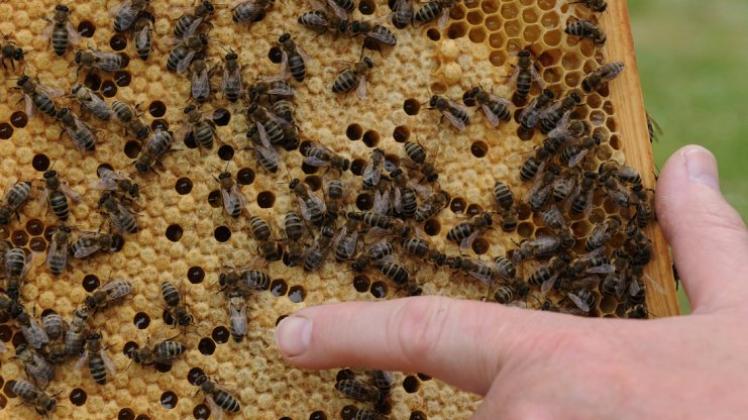 Lotte: Bienenvölker müssen verbrannt | NOZ