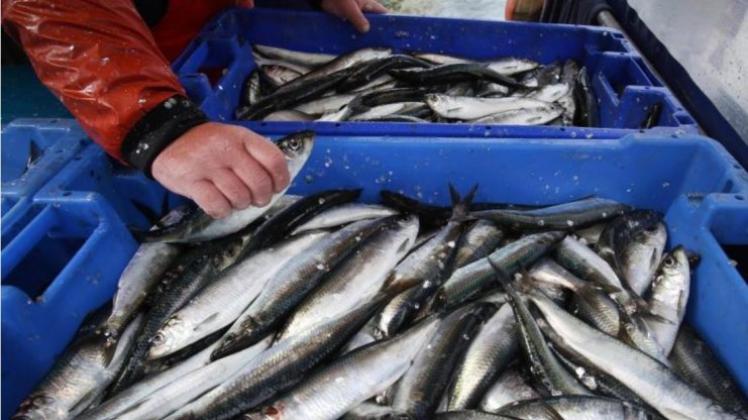 An der Fischtheke wird es immer teuerer: Fisch kostete im November 2015 rund 16,3 Prozent mehr als im Jahr 2010. 