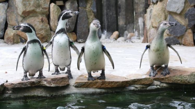 In der Gruppe ist es doch am sichersten: Die Pinguine im Osnabrücker Zoo sind putzmunter. 