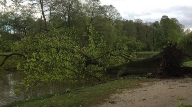 Anfang Mai waren mehrere Bäume in der Graft nach einem Unwetter umgestürzt. 